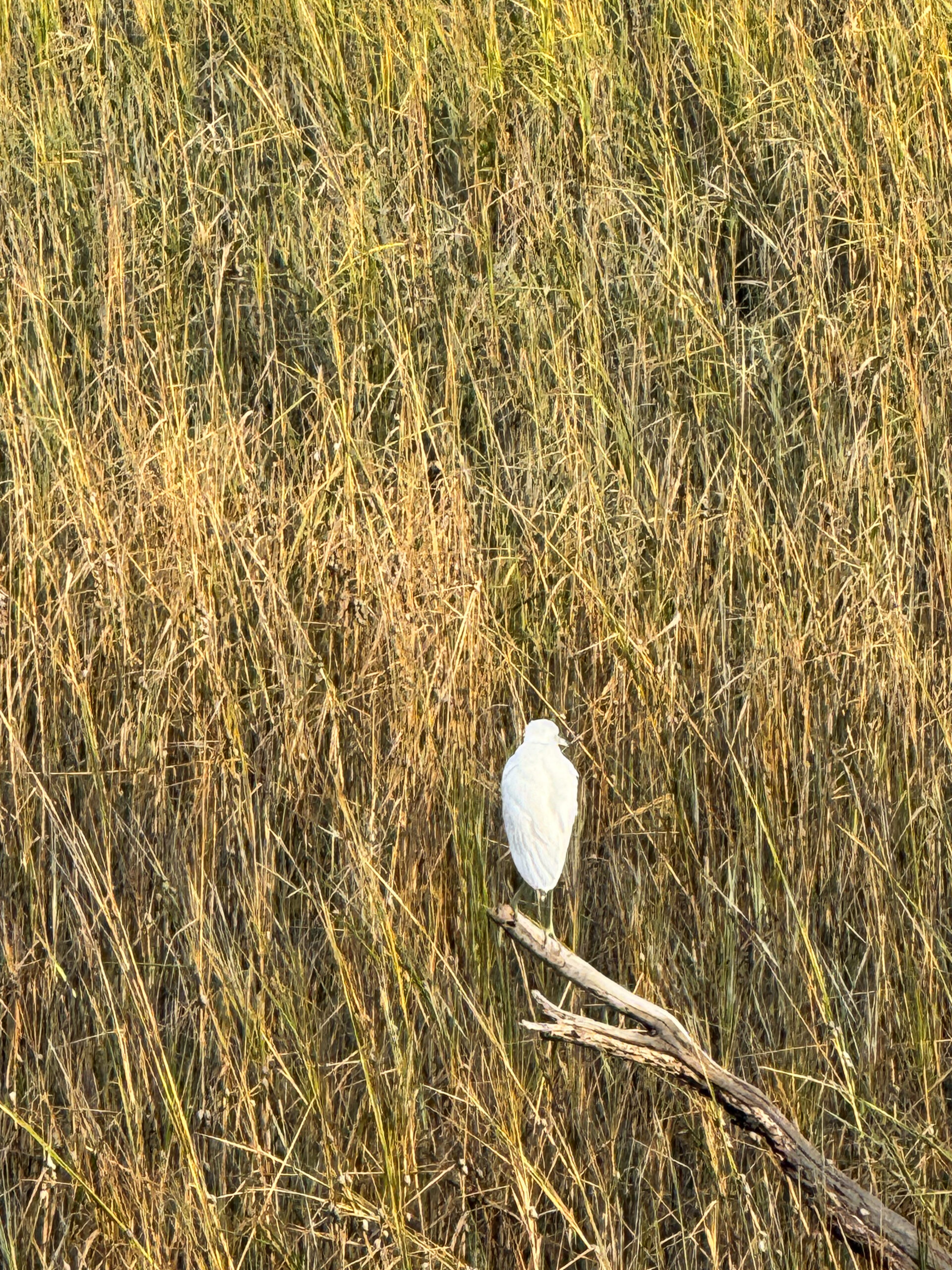white egret standing on driftwood in golden marsh grass artist reference photo