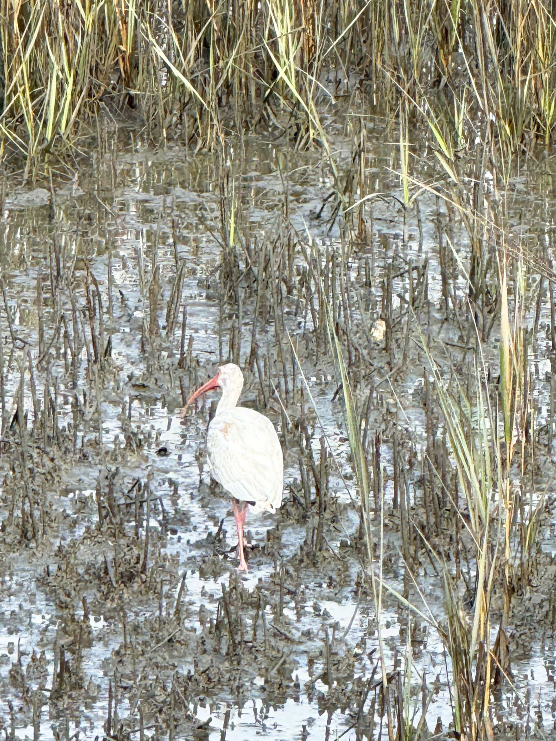 white ibis foraging in muddy marsh grass artist reference photo