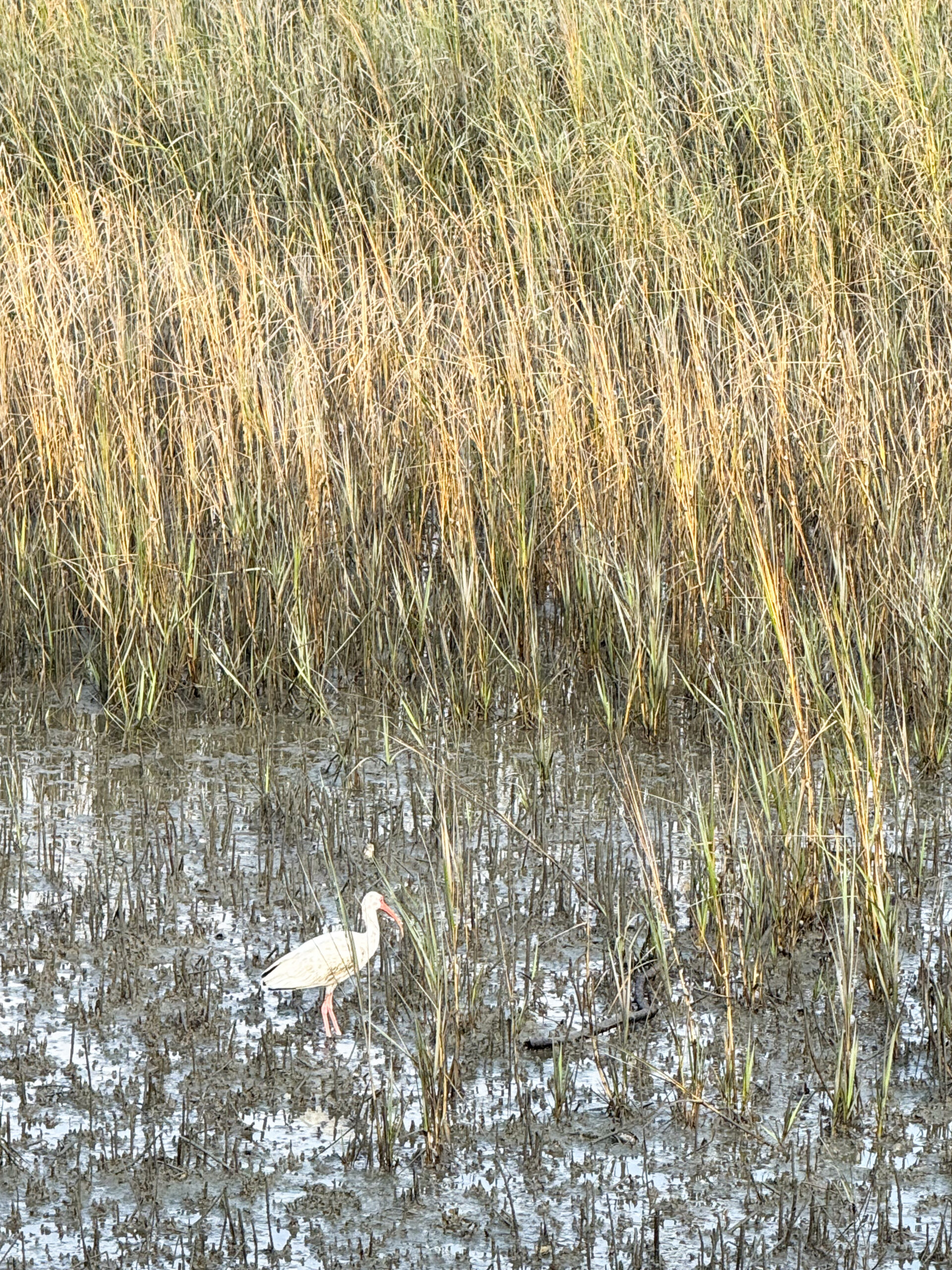 white ibis in coastal salt marsh artist reference photo