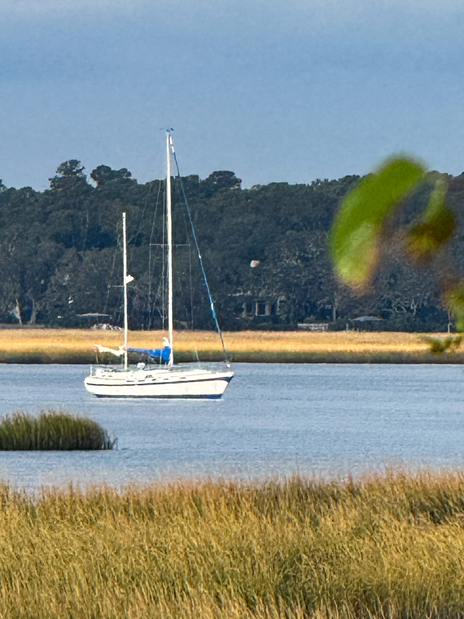 white sailboat in marsh inlet with tall grass and forest tree line artist reference photo