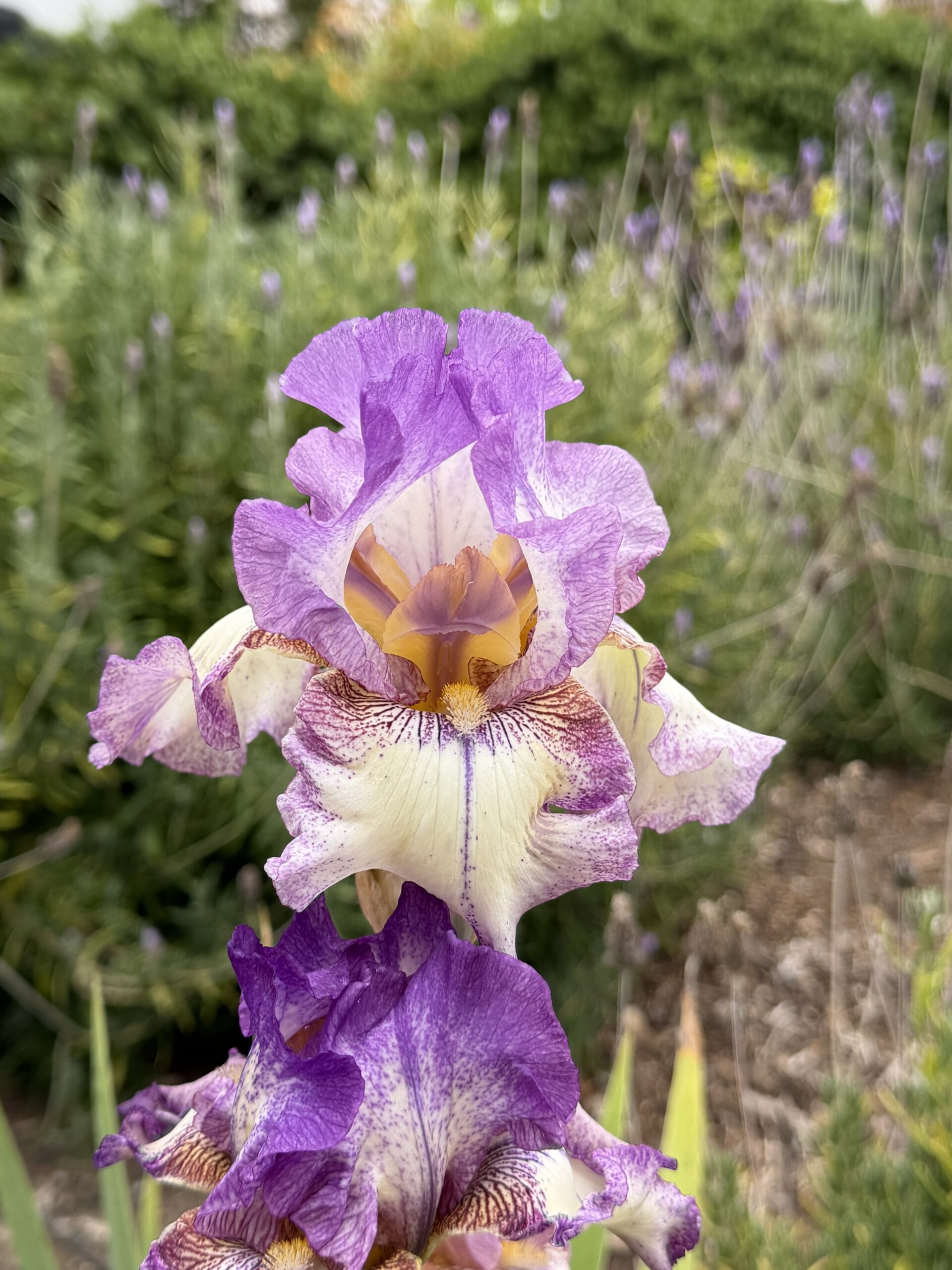 Close-Up of Purple and White Iris in Bloom artist reference photo