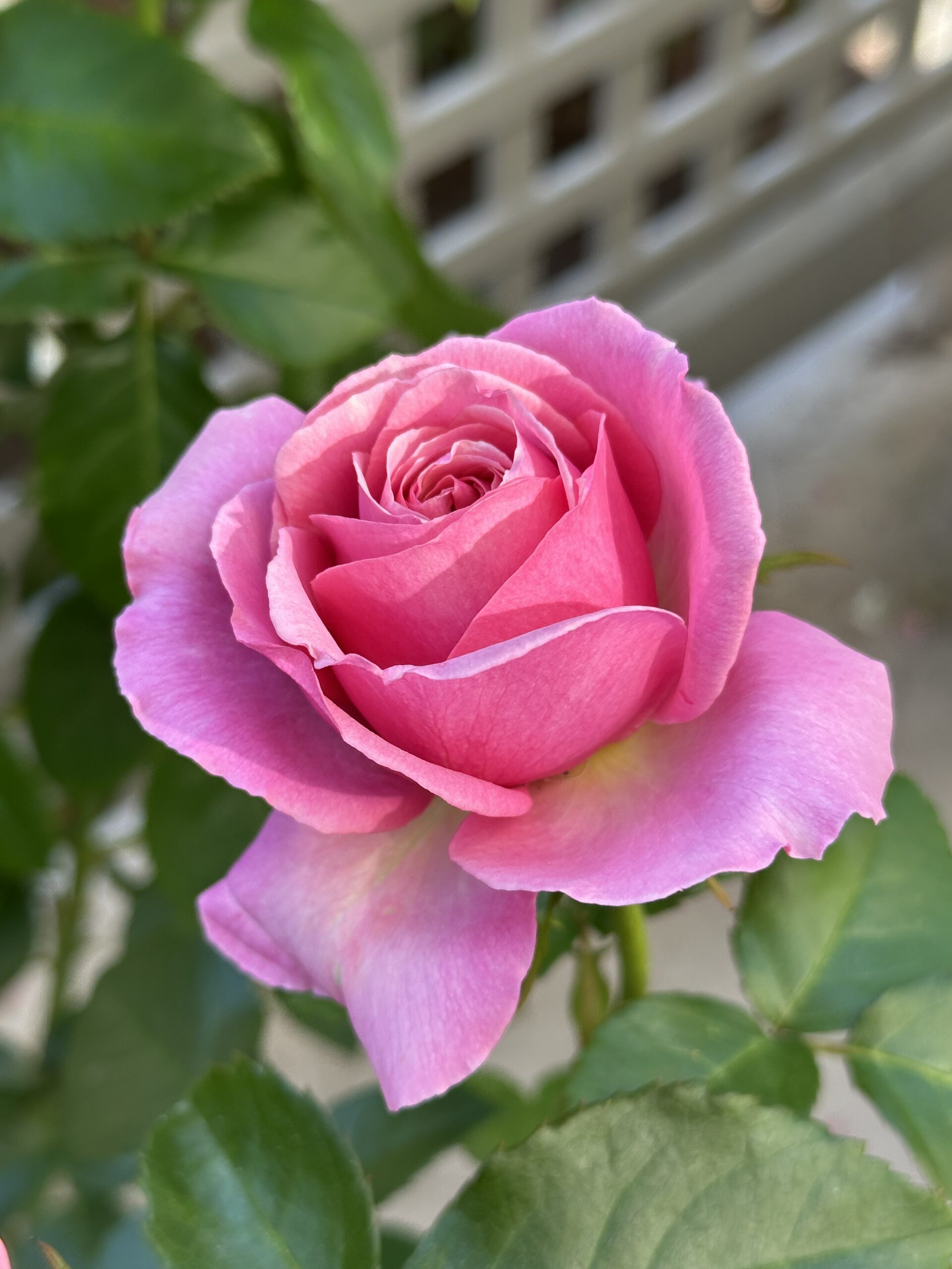 Close-Up of Vibrant Pink Rose in Bloom artist reference photo