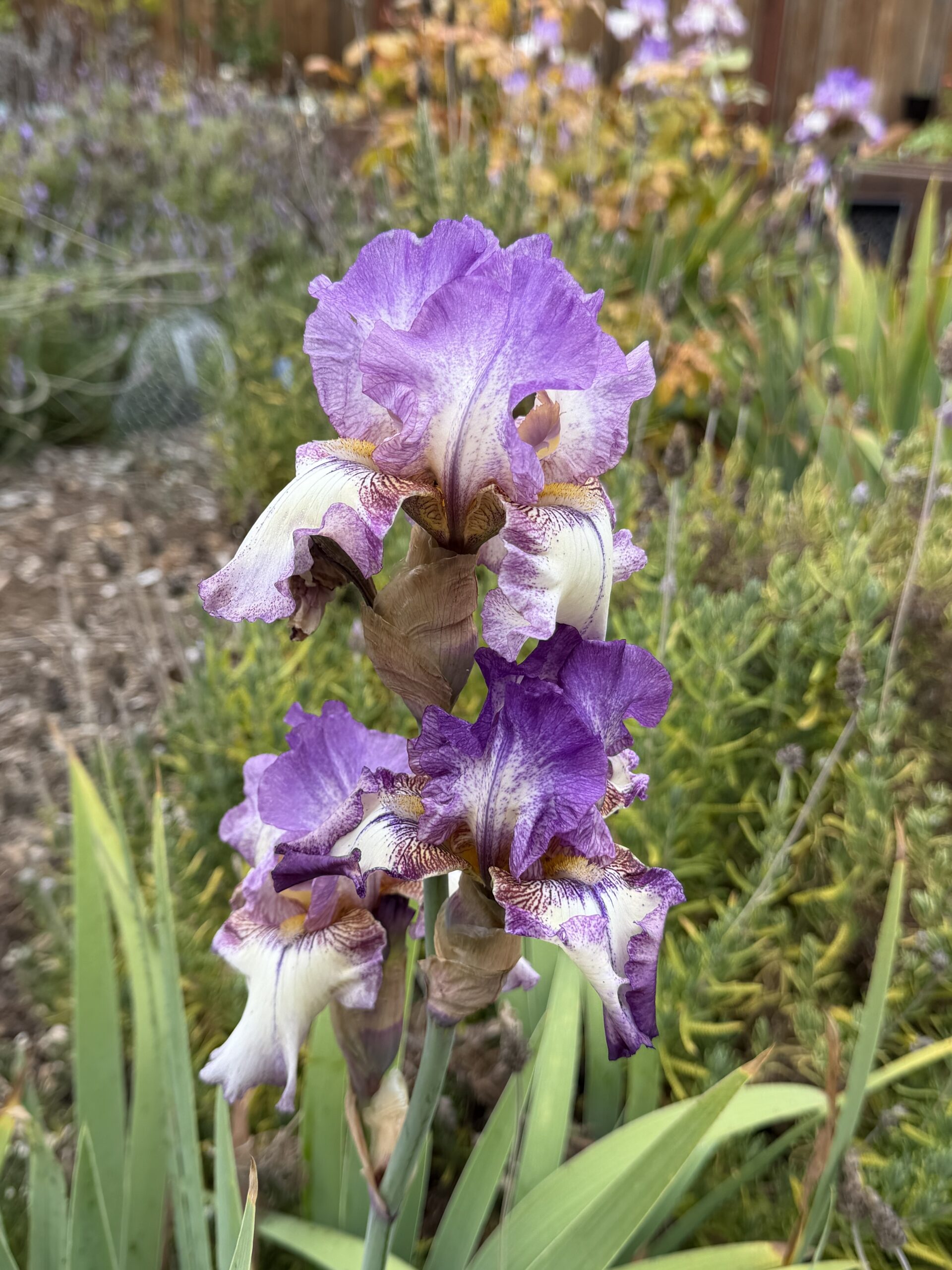Purple and White Iris in a California Garden artist reference photo