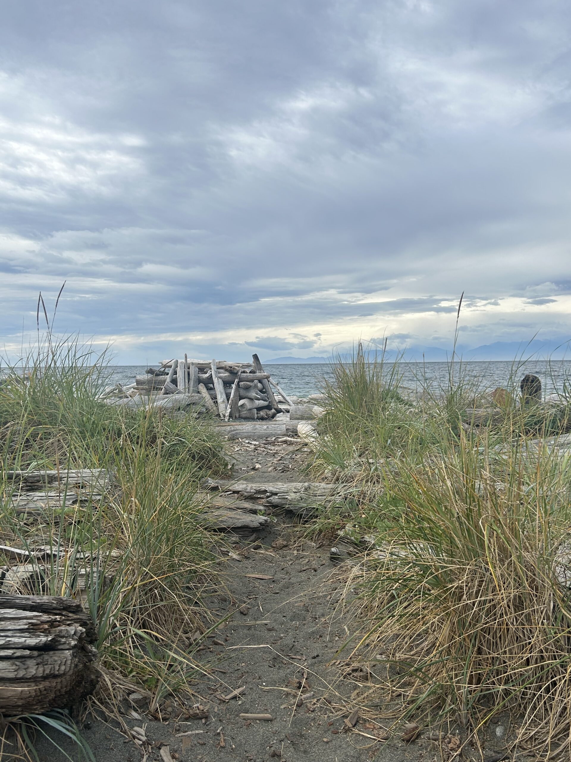Driftwood on San Juan Island Beach – artist reference photo