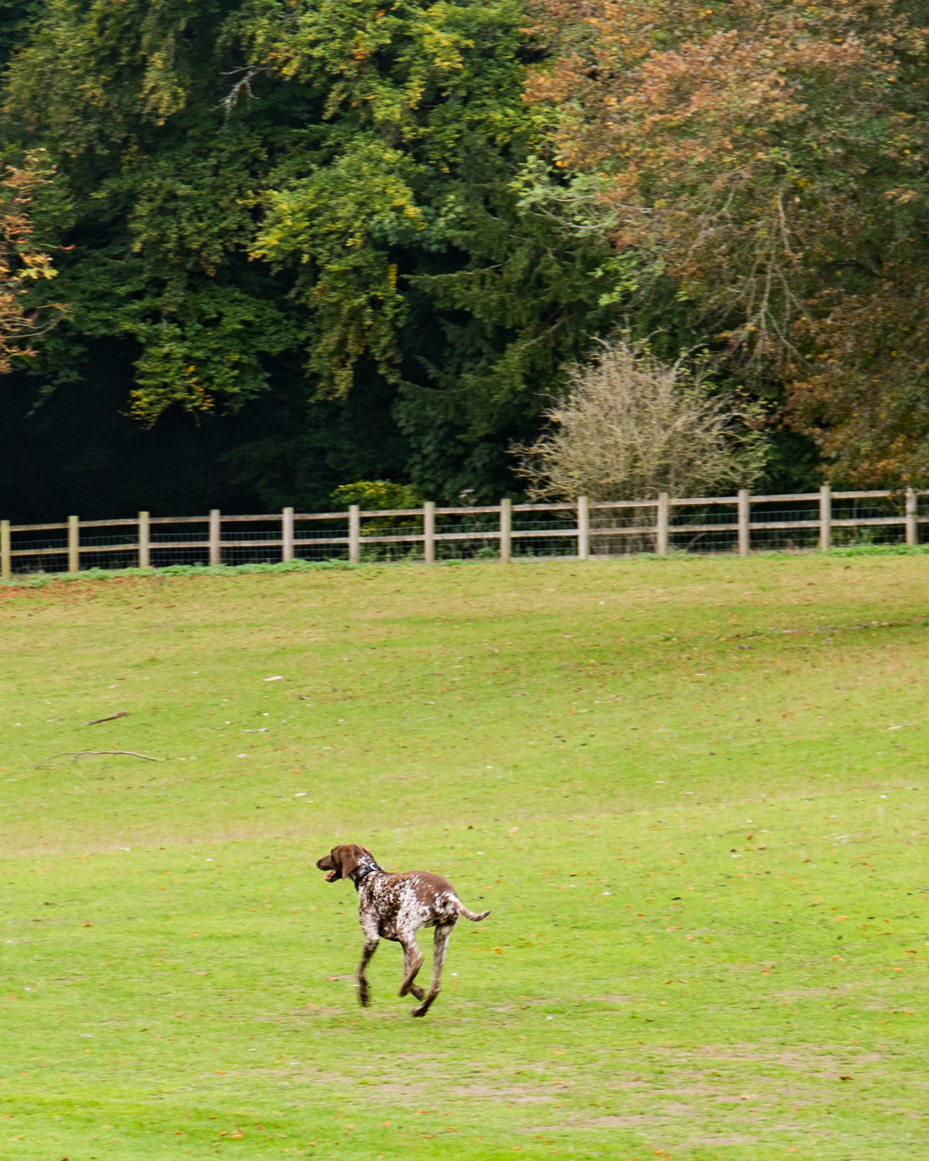 English countryside dog running across green field artist reference photo