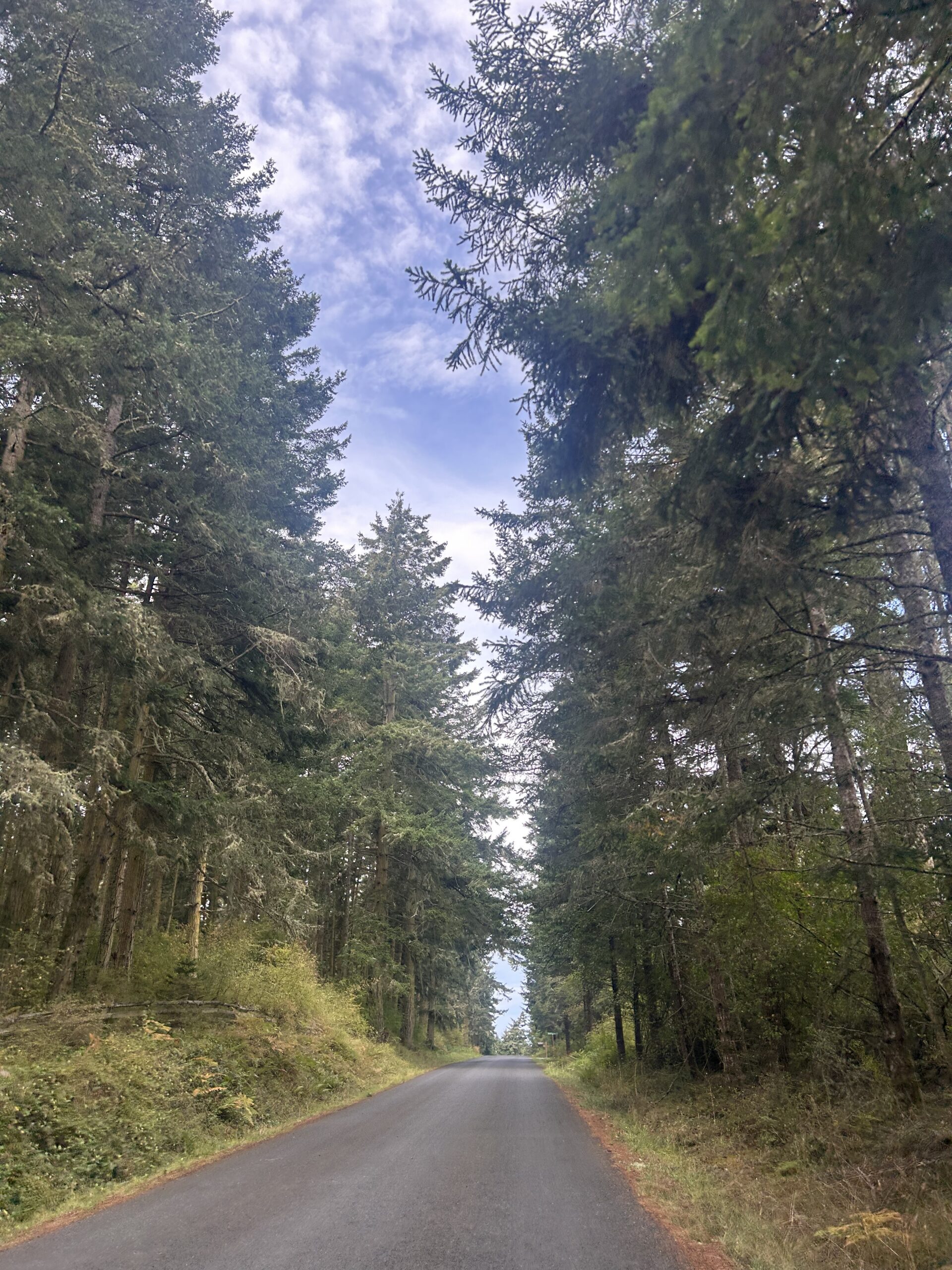 Evergreen Forest Road on San Juan Island – artist reference photo
