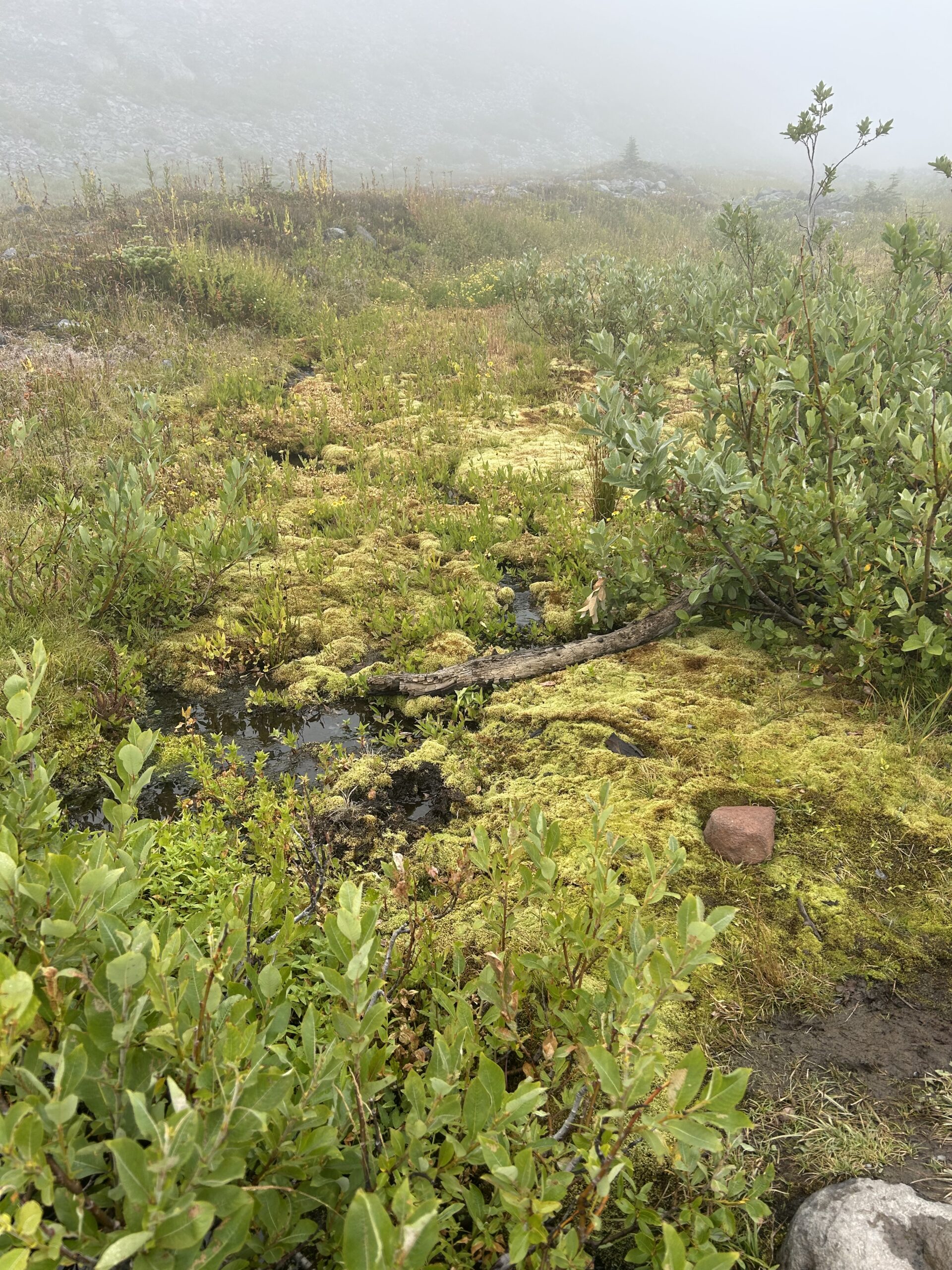 Foggy Alpine Meadow at Mount Rainier – artist reference photo