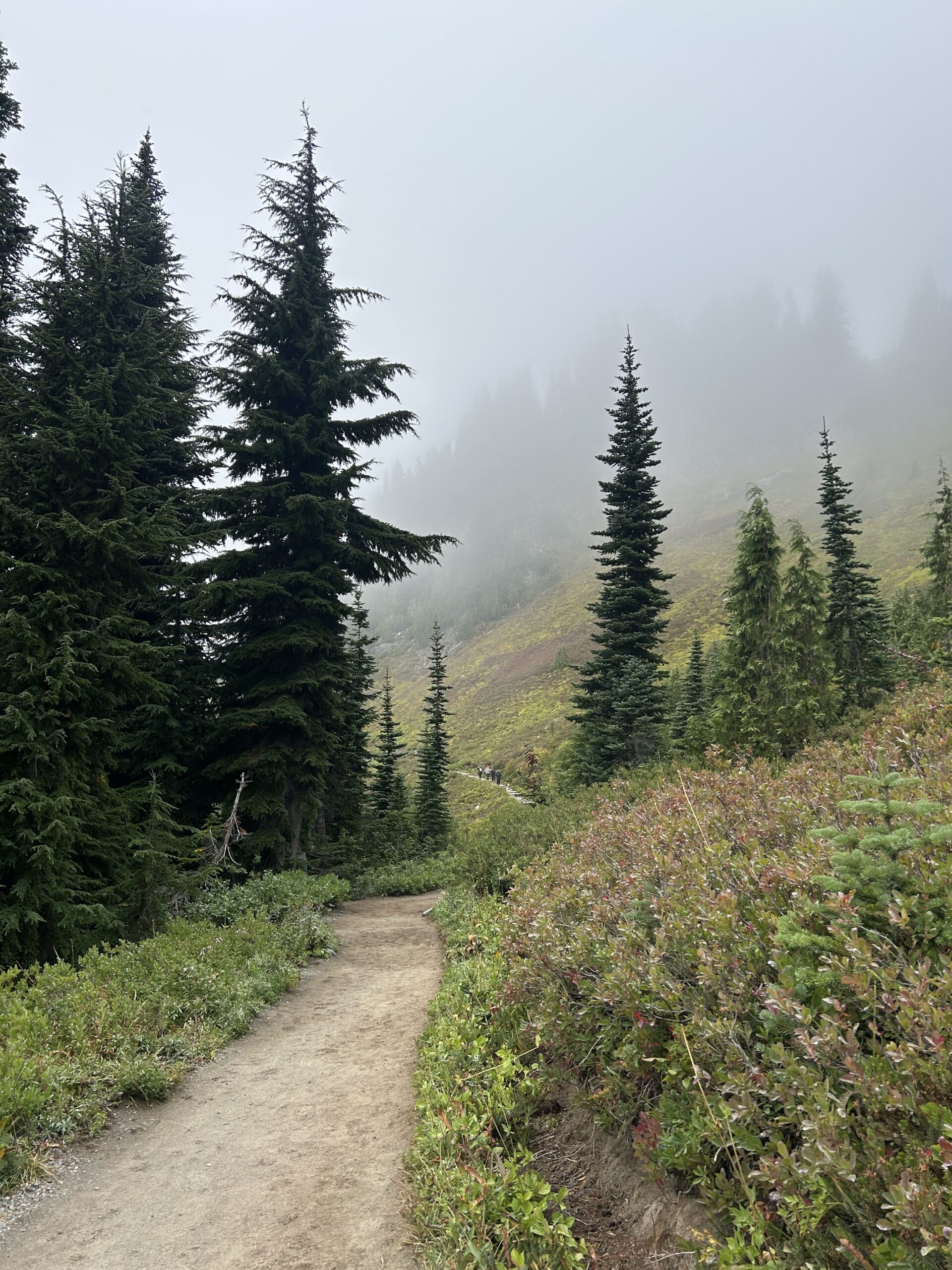 Foggy Mountain Trail Through Evergreen Trees – artist reference photo