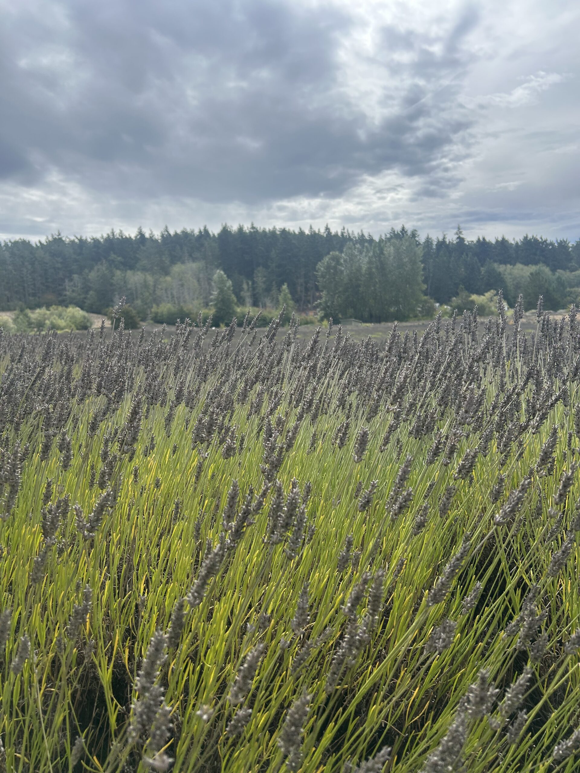 Lavender Field Under Cloudy Sky – artist reference photo