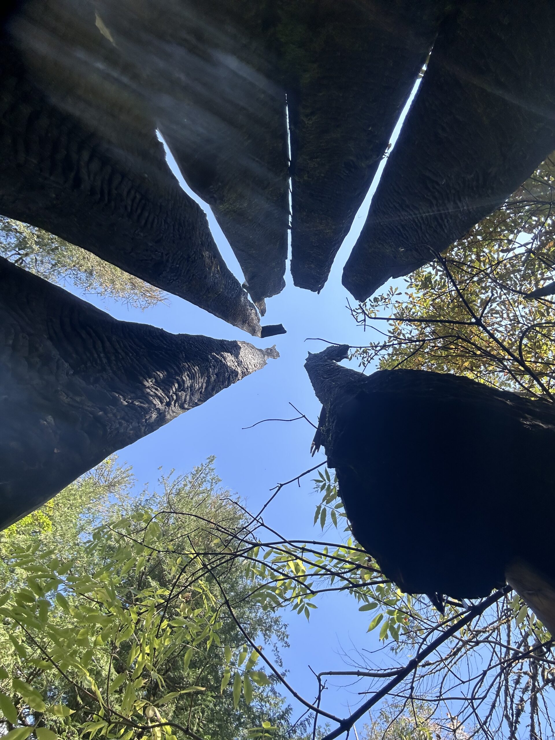 Looking Up Through a Hollow Burned Tree – artist reference photo