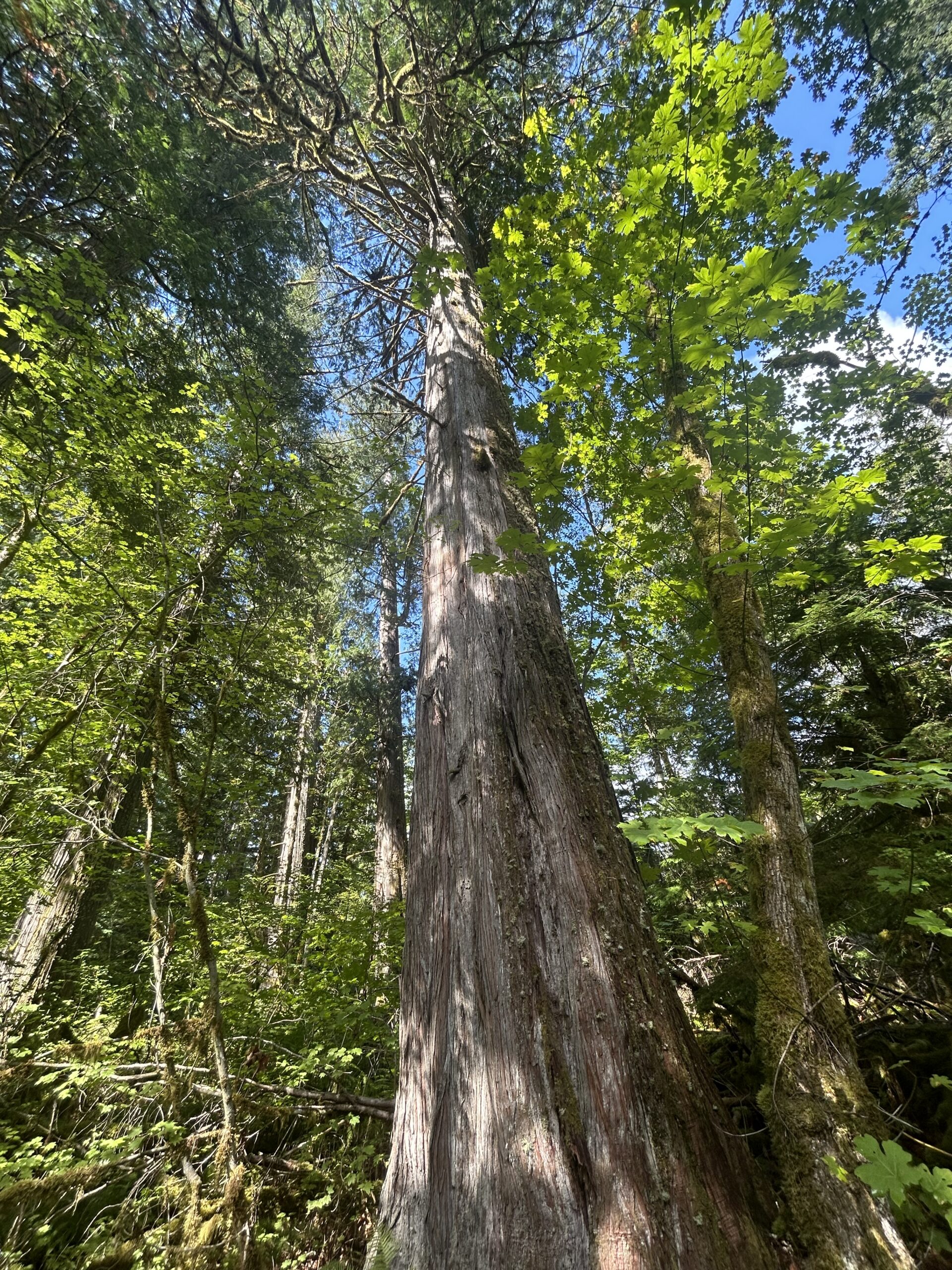 Looking Up at a Giant Cedar Tree – artist reference photo