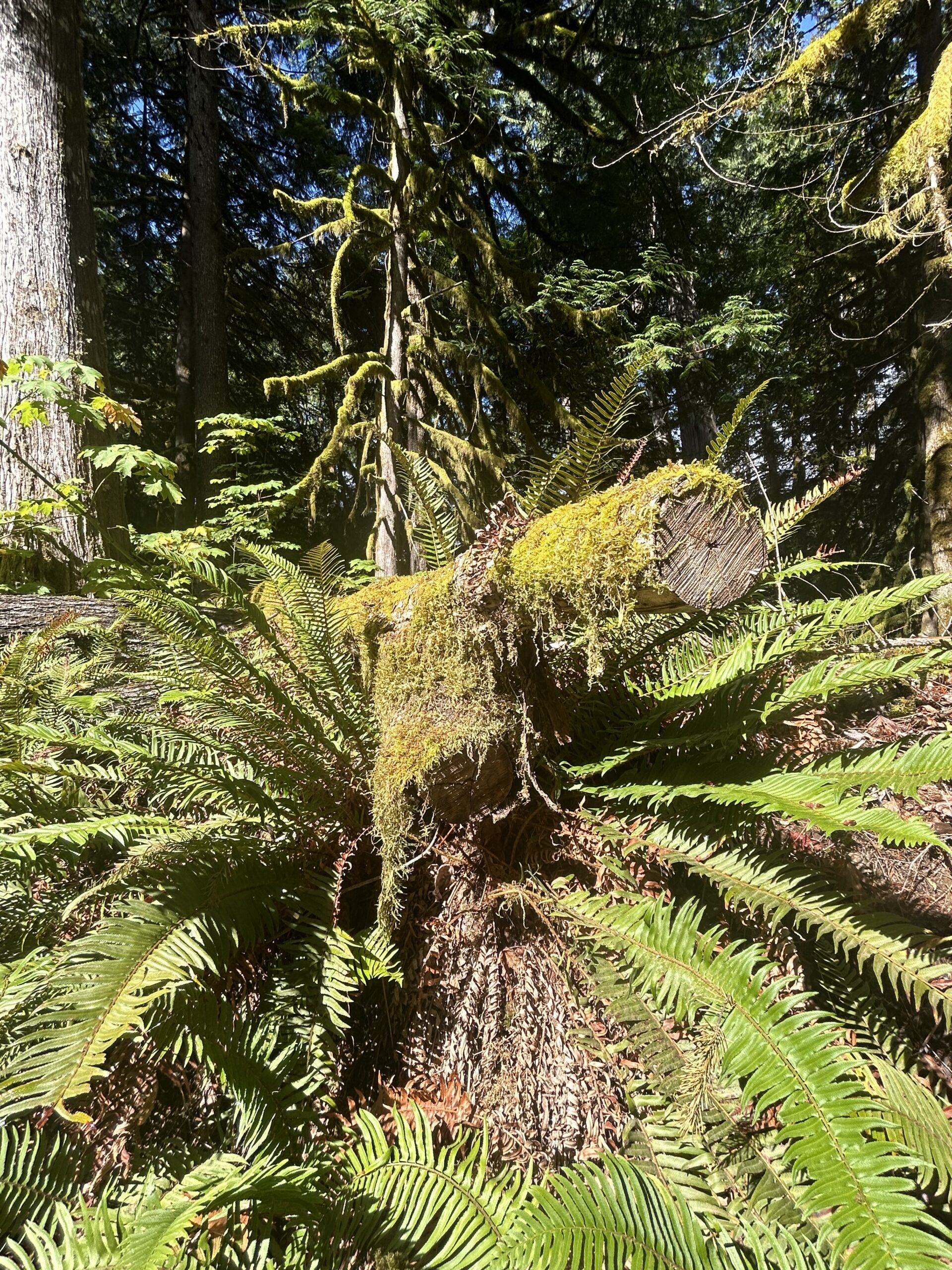 Moss-Covered Fallen Log and Ferns – artist reference photo