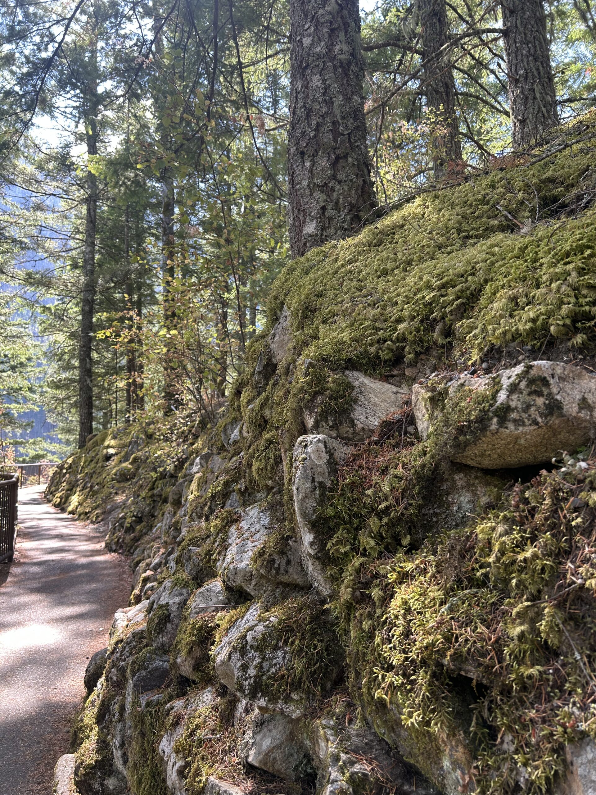 Moss-Covered Rocks Along a Forest Trail – artist reference photo