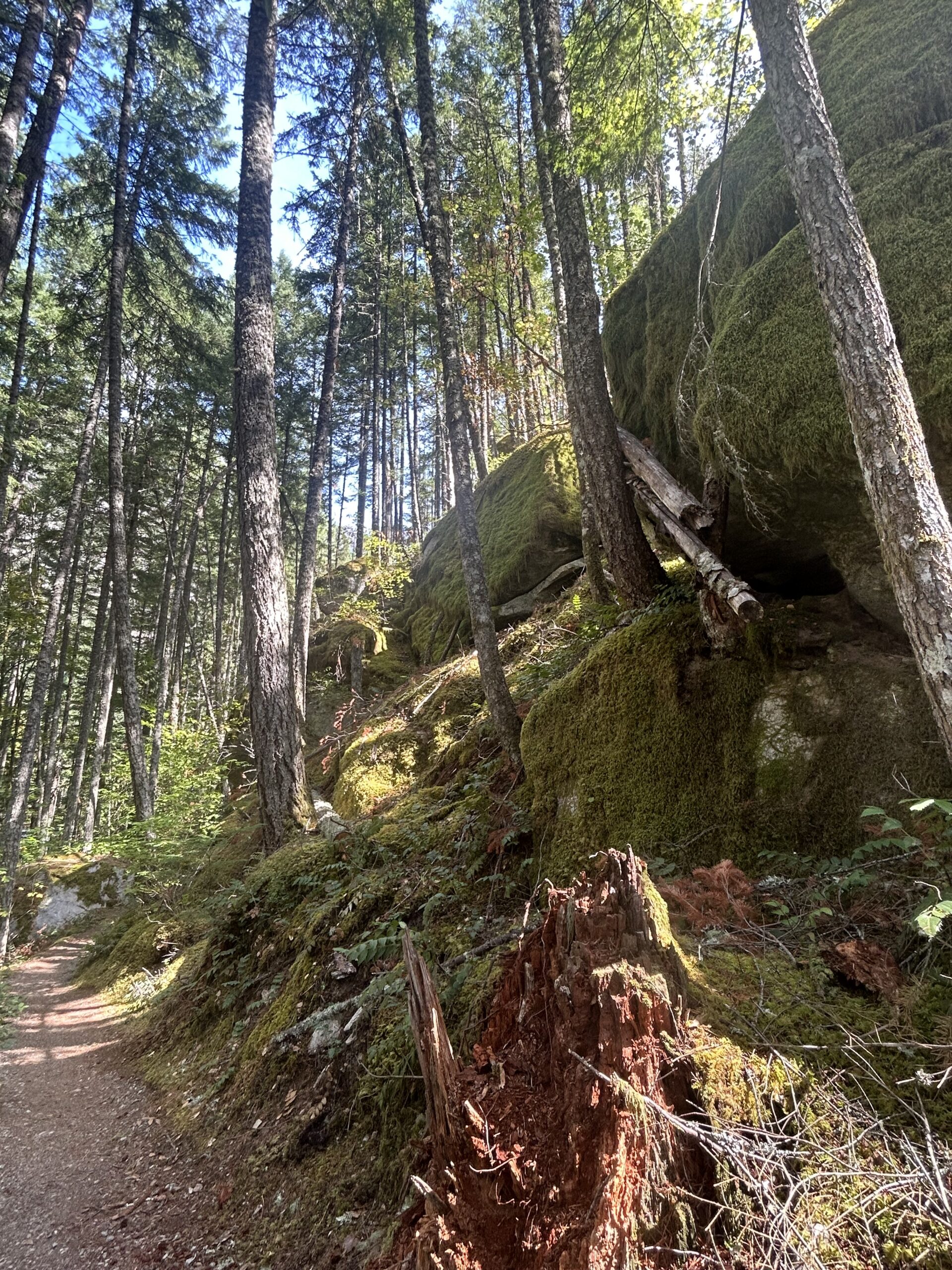 Mossy Boulders in an Evergreen Forest – artist reference photo