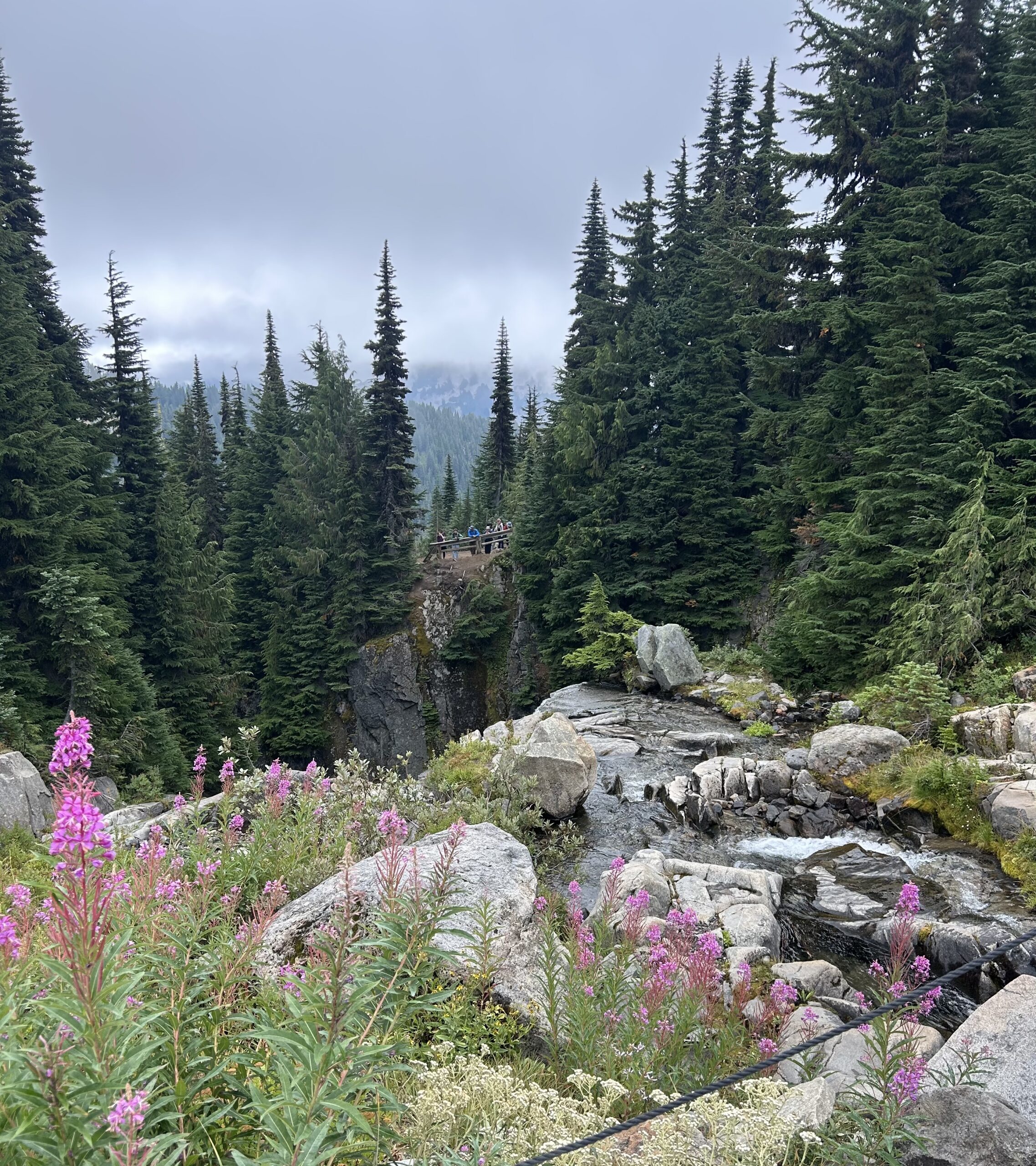 Mountain Stream with Wildflowers and Evergreen Trees – artist reference photo
