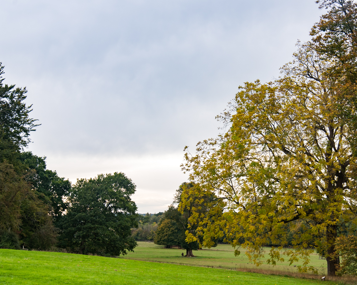 Open countryside landscape with large oak tree and cloudy sky artist reference photo