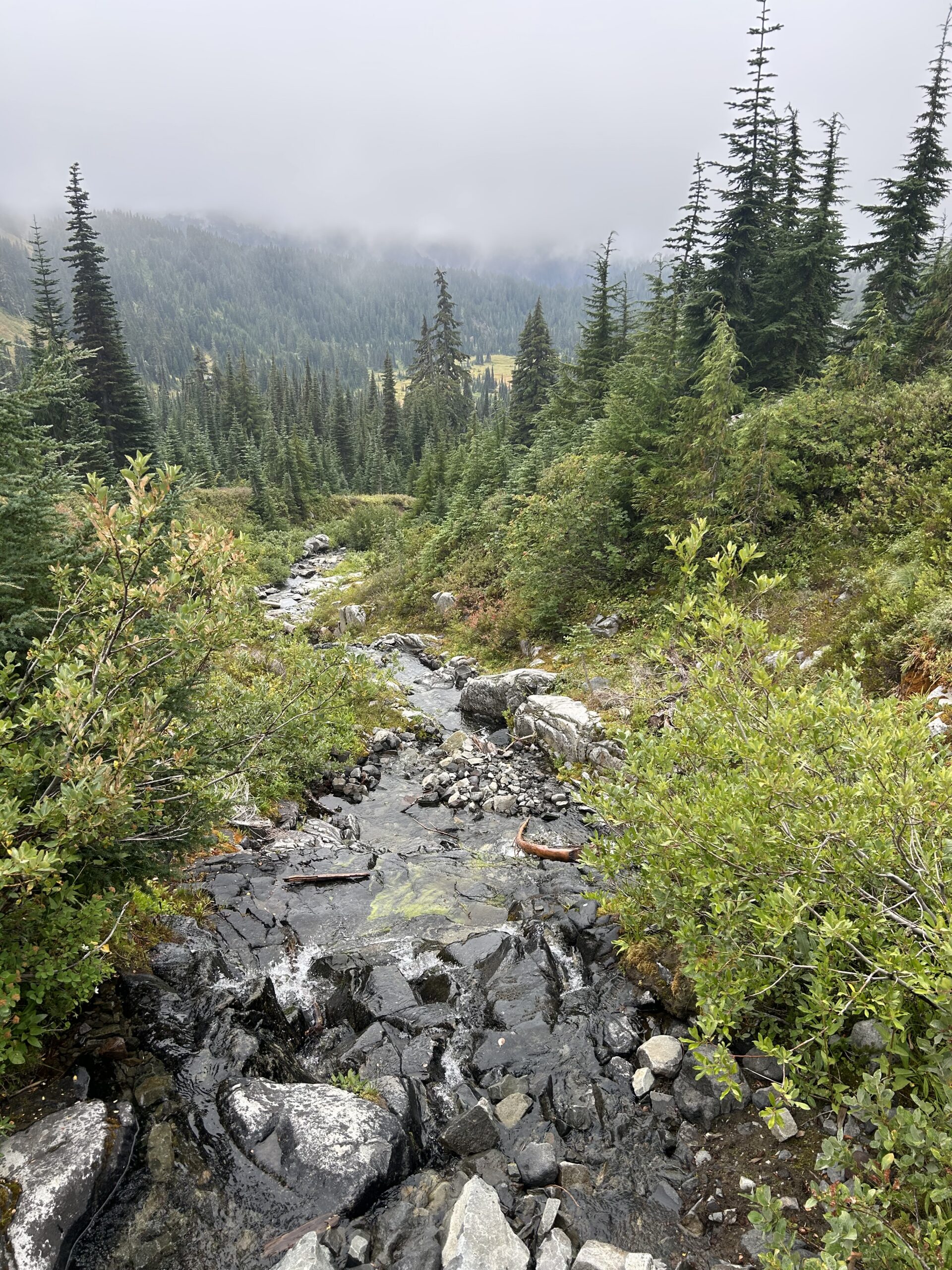 Rocky Mountain Stream Through Evergreen Forest – artist reference photo