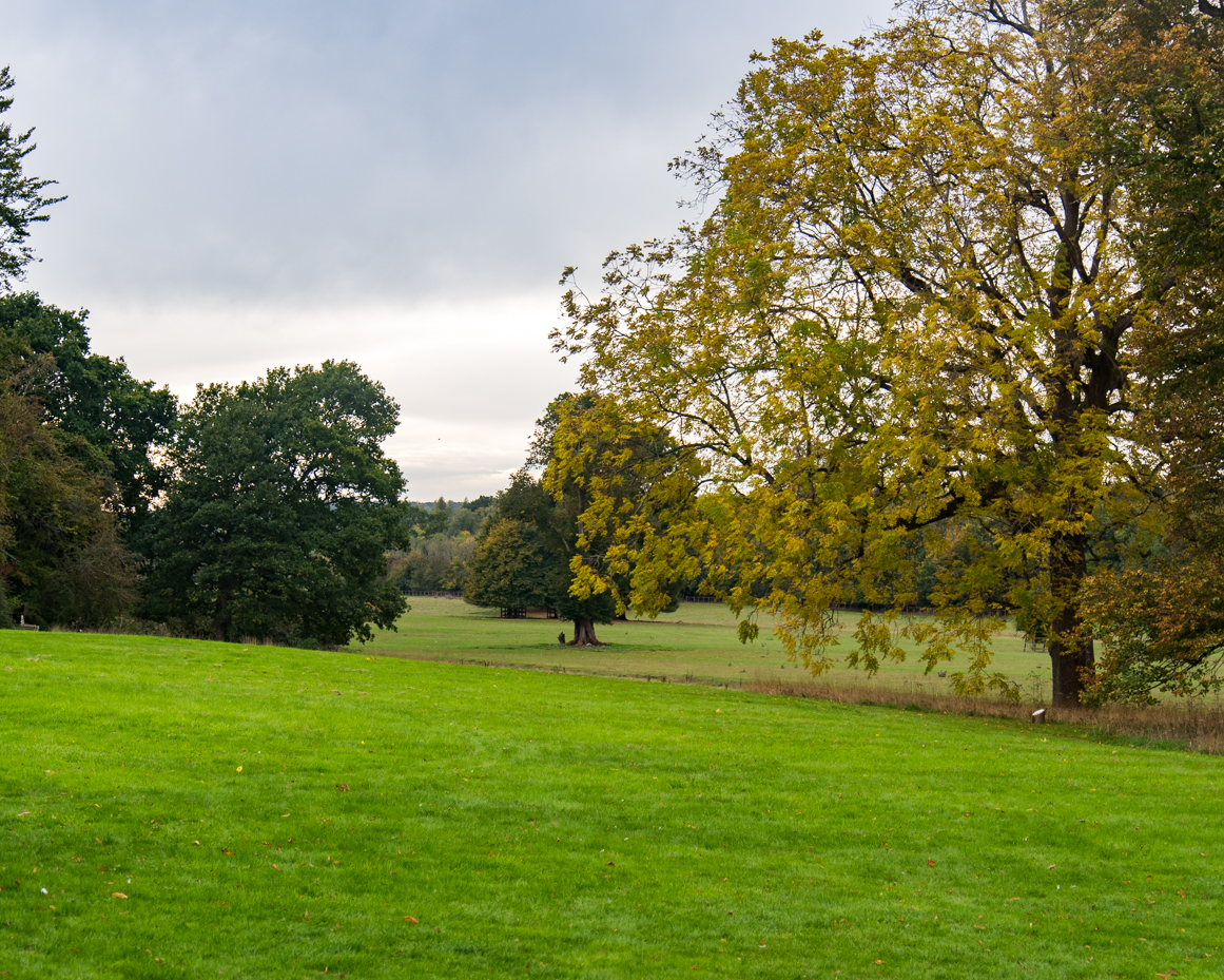 Rolling green meadow with autumn trees landscape artist reference photo