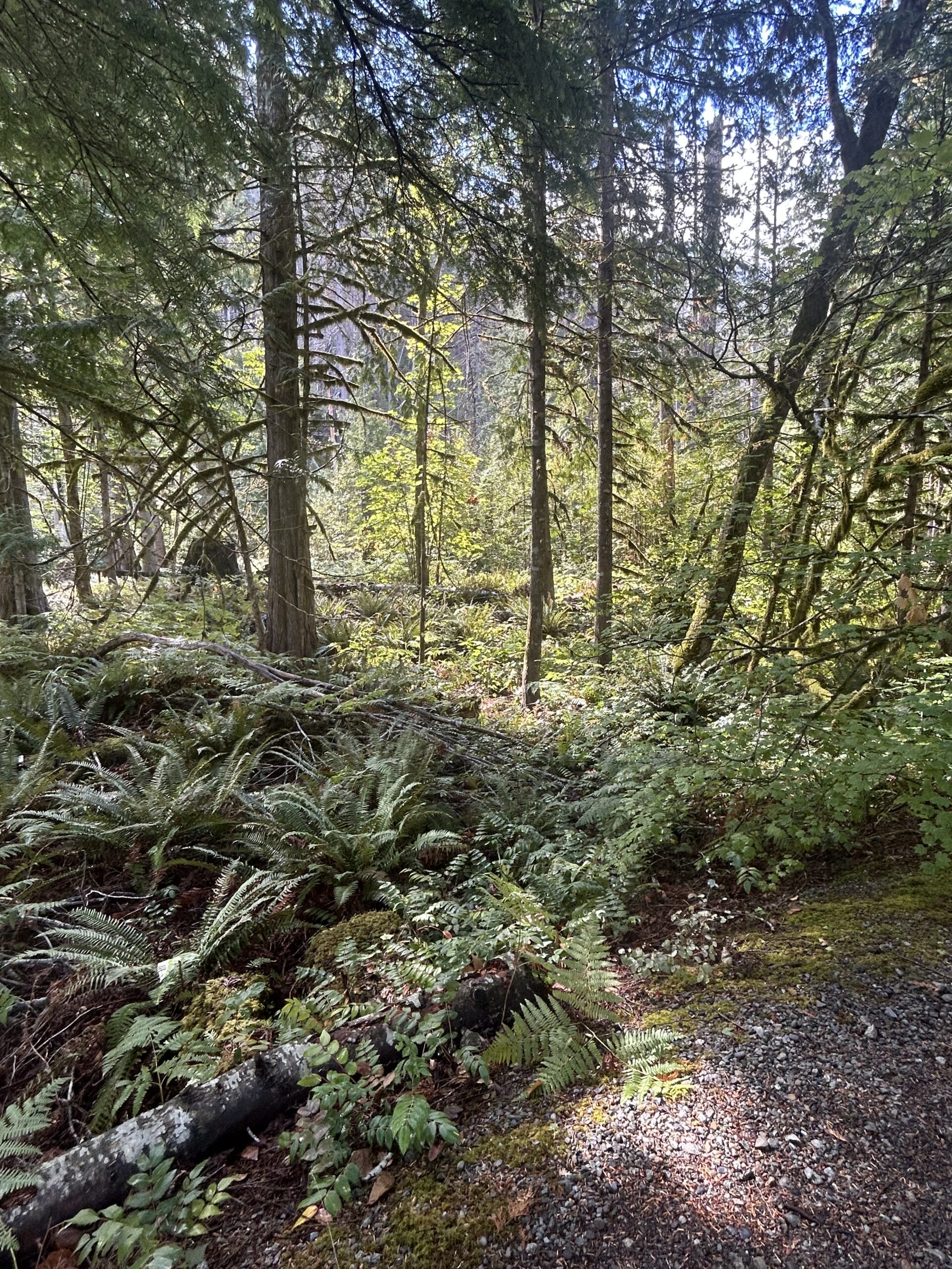 Sunlight Through Fern-Filled Evergreen Forest – artist reference photo